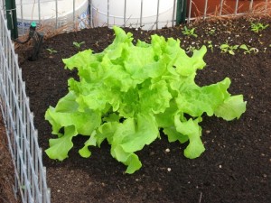 simpson lettuce