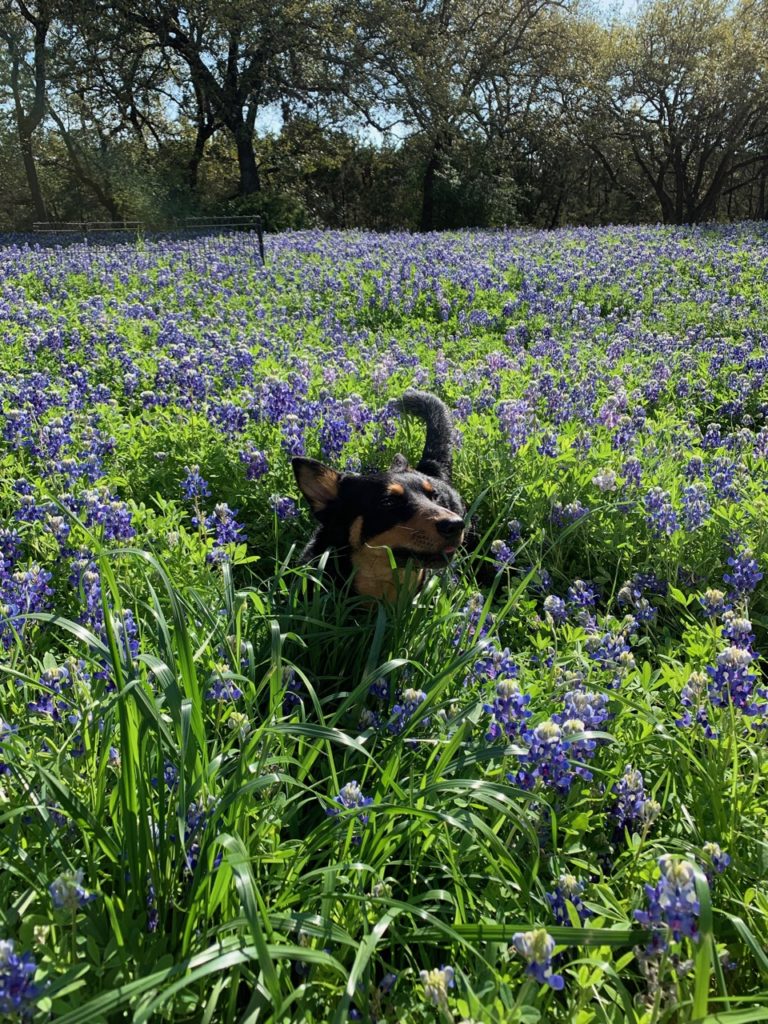photo of dog moving through the bluebonnets