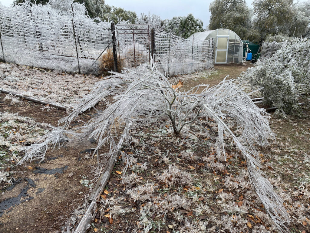 photo of An ice-coated Desert Willow