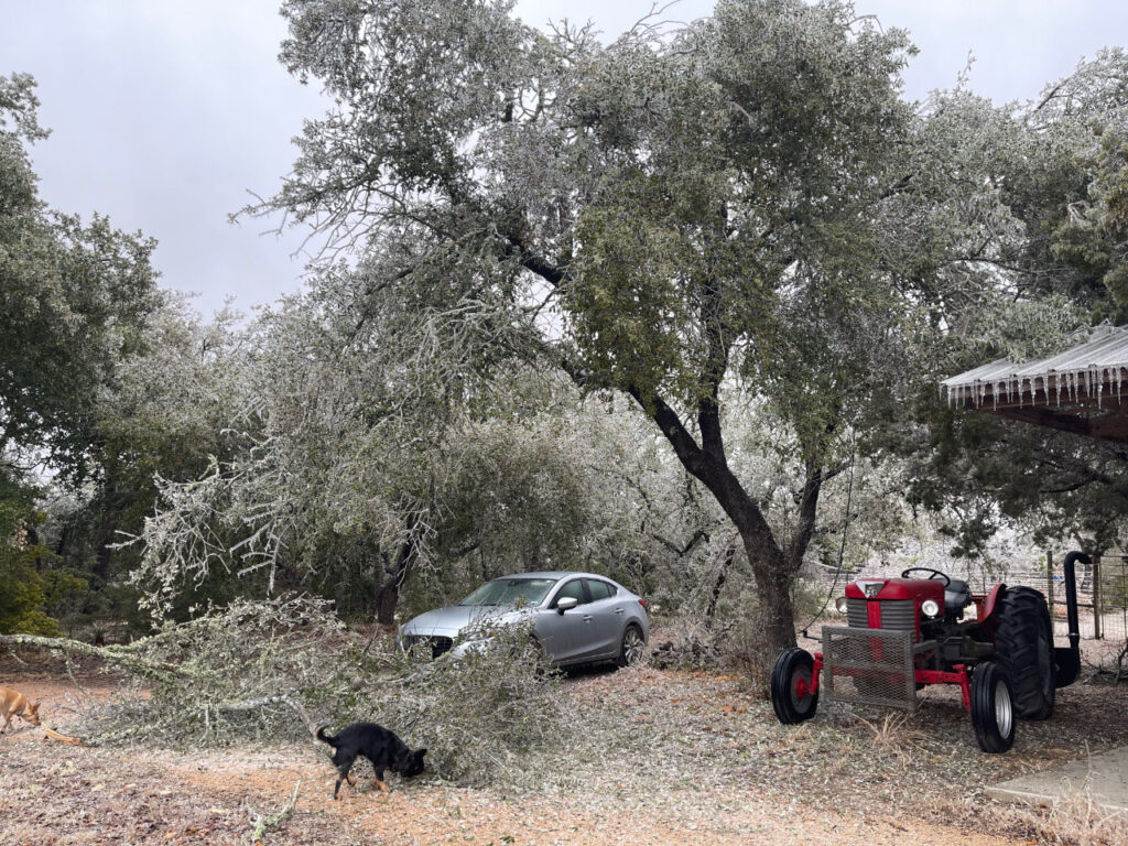 photo of broken tree limbs near a car.