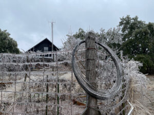 photo of Ice in the Vineyard