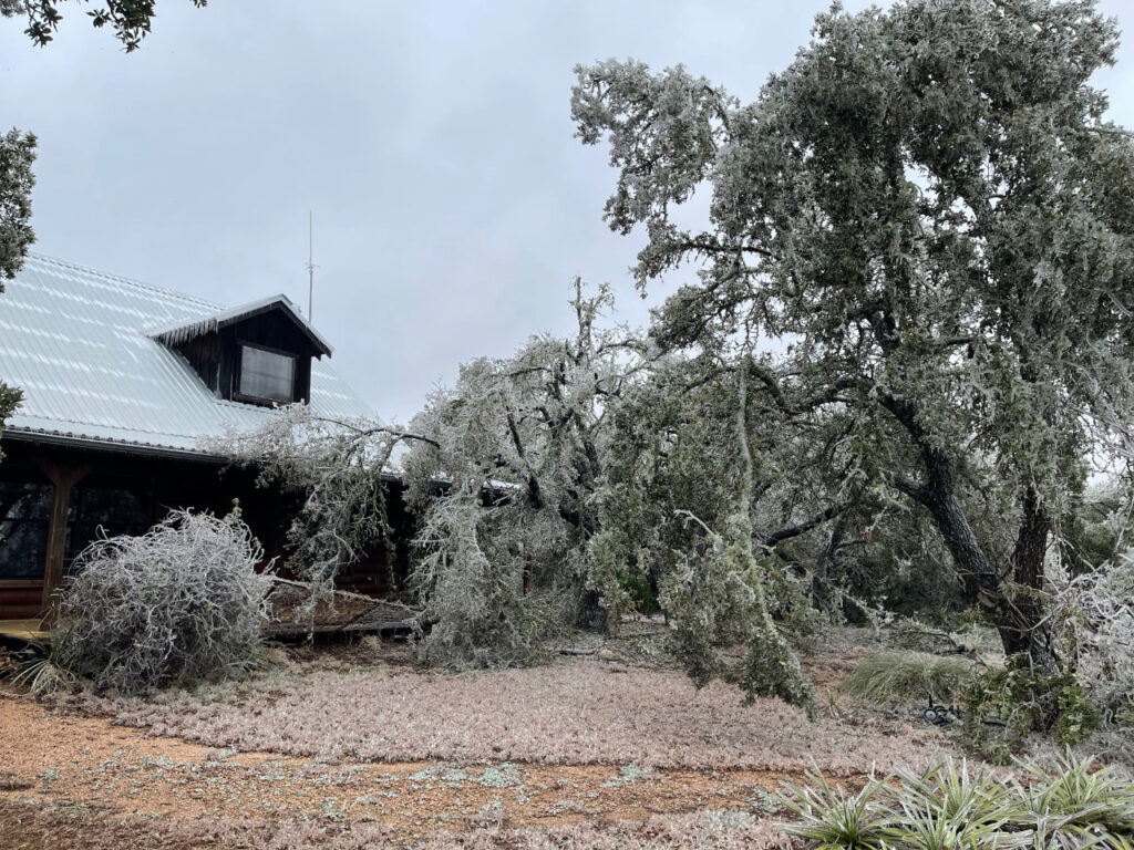 photo of mostly broken tree.