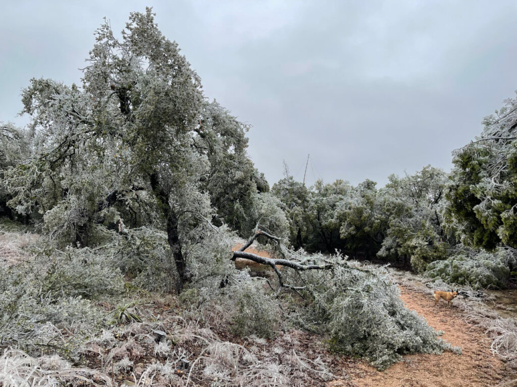 photo of Two trees broken along the trunk