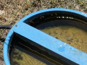 photo of bees Bees "tanking up" at pet water dish