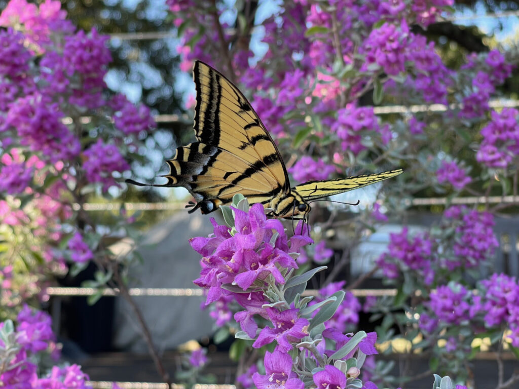 photo of a Tiger Swallowtail (Papilio glaucus) butterfly