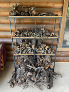 photo of Live Oak logs for the Woodstove
