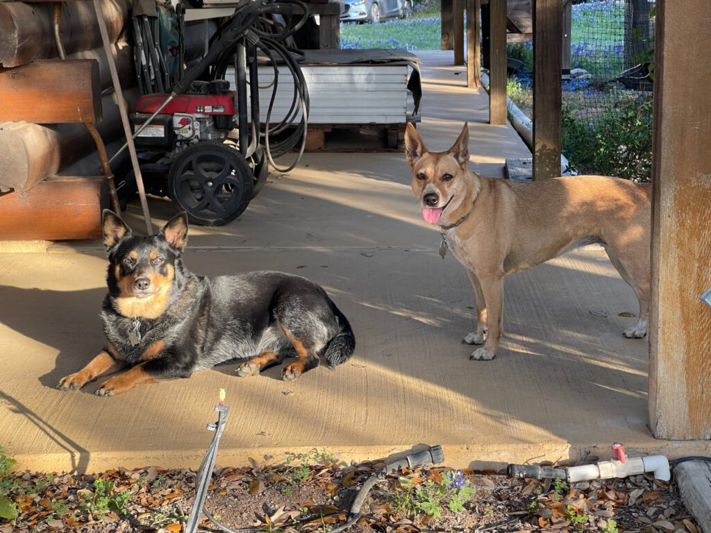 photo of the Roy Creek Ranch dogs, Miles and Roxy