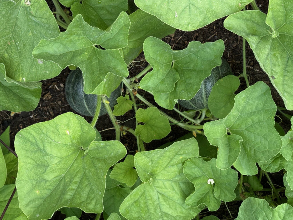 photo of Emerald Melons