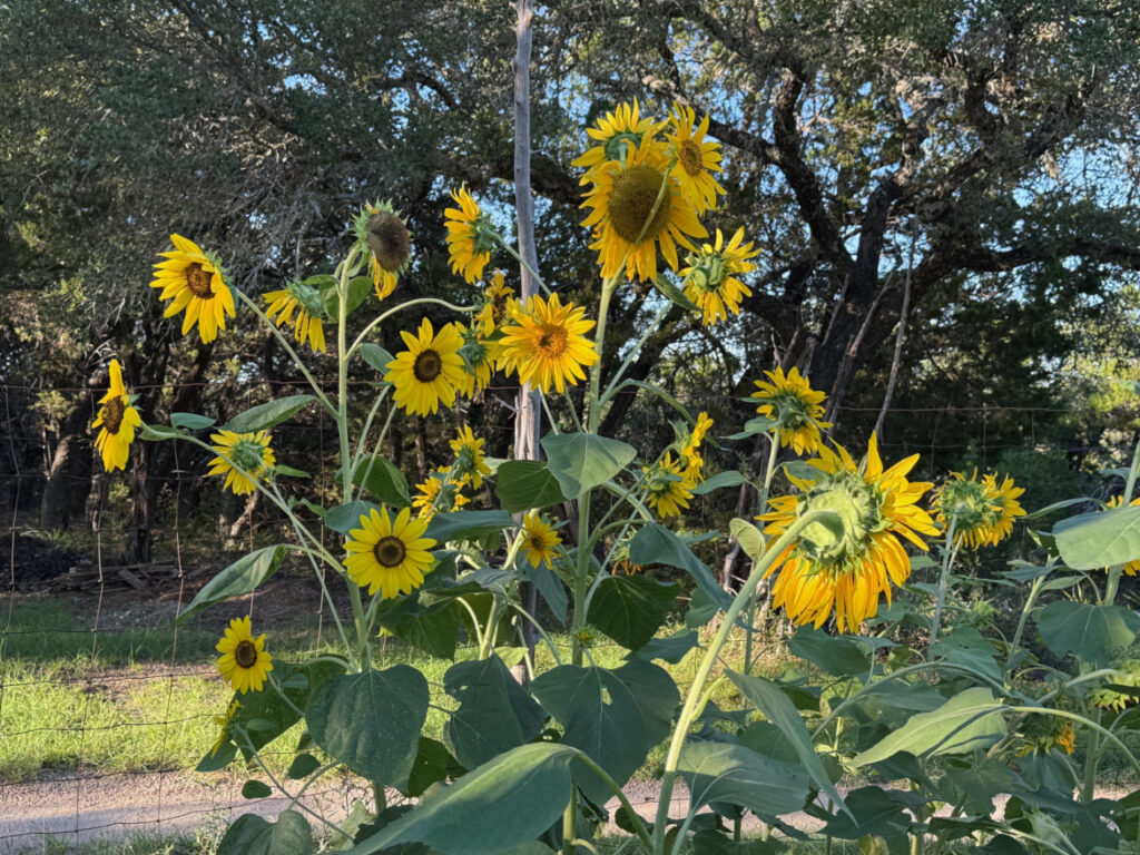photo of Giant Sunflowers