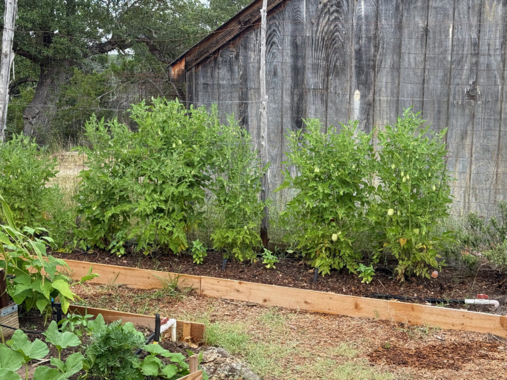 photo of San Merino Plum Tomatoes