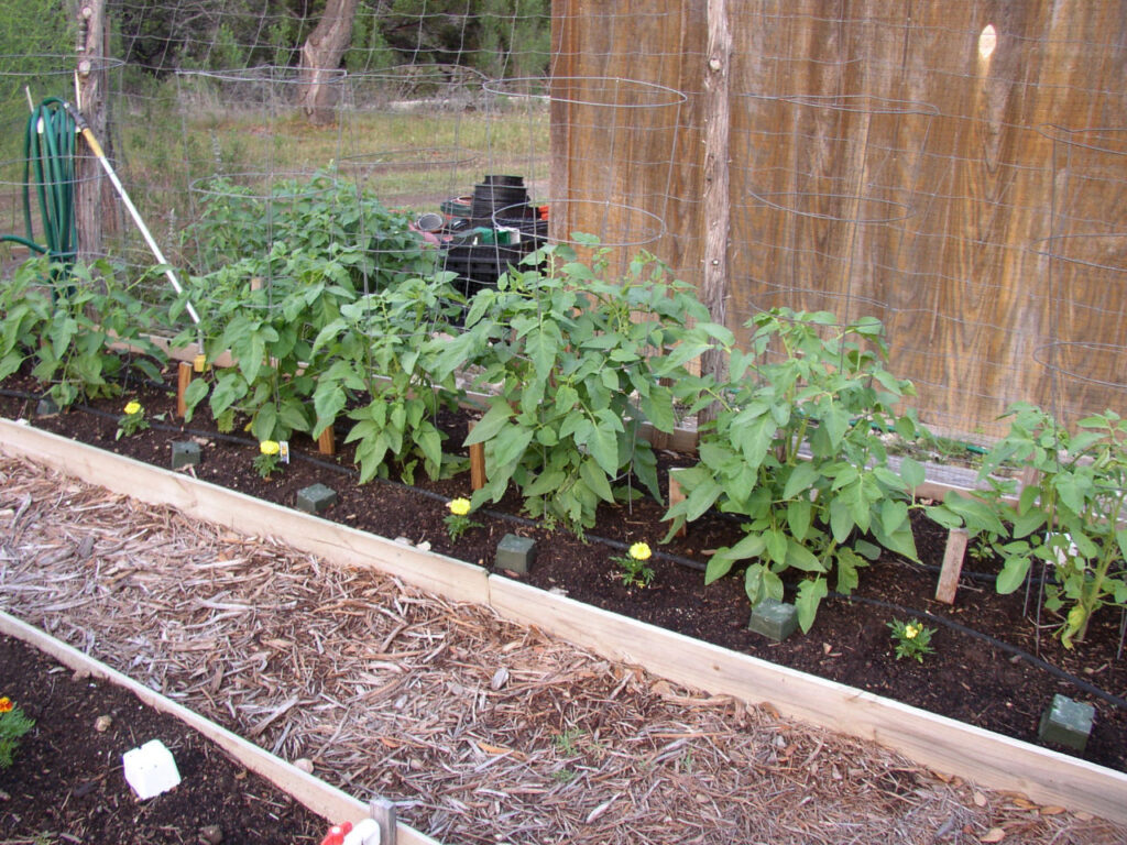photo of Tomato plants in the 2003 hill country vegetable garden